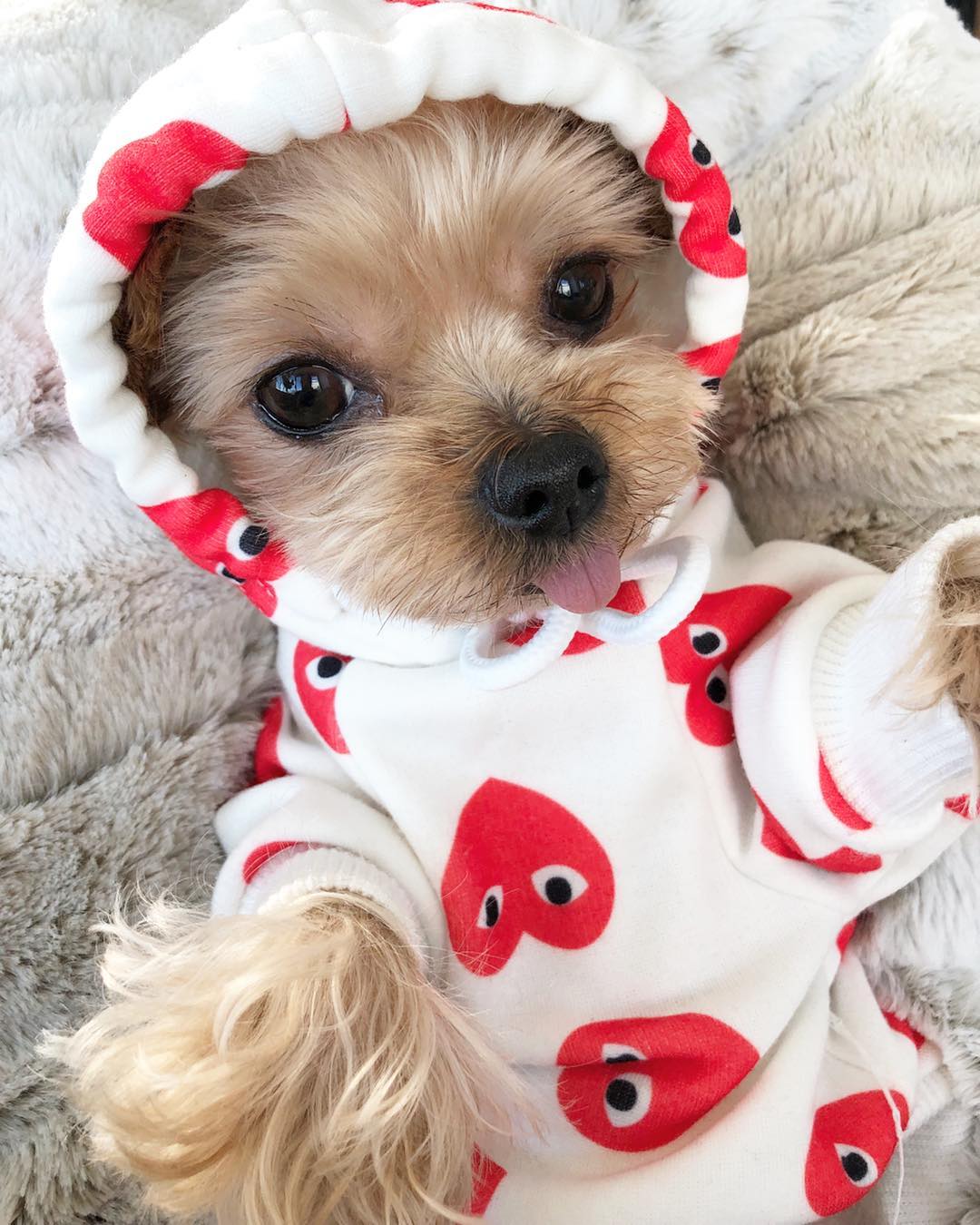 HEARTS PLAY YORKIE HOODIE