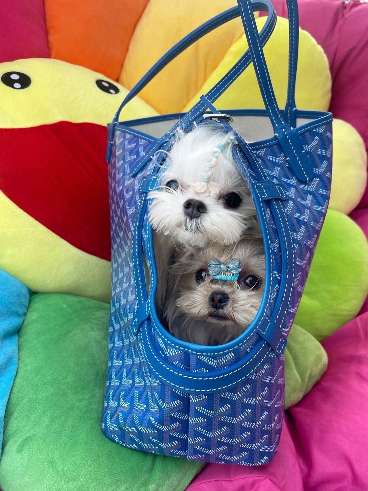 GOYARD PET CARRIER BAG